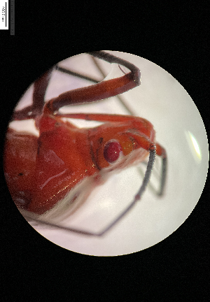  ( - Dysdercus_koenigii_10)  @11 [ ] nrr (2025) Kunmun Naik IISER Mohali