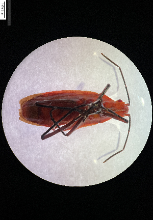  ( - Dysdercus_koenigii_10)  @11 [ ] nrr (2025) Kunmun Naik IISER Mohali