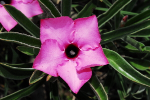  (Adenium - OM0538)  @14 [ ] Unspecified (default): All Rights Reserved  Unspecified Unspecified