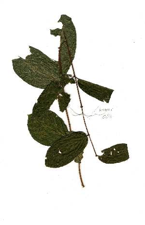  (Quisqualis parviflora - Abbott8891)  @11 [ ] Copyright  Unspecified Unspecified