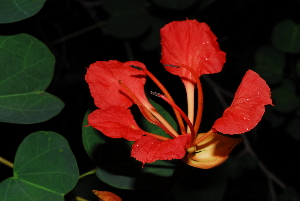  (Bauhinia galpinii - OM0279)  @11 [ ] Unspecified (default): All Rights Reserved  Unspecified Unspecified