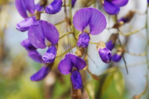  (Bolusanthus - RL1251)  @11 [ ] Unspecified (default): All Rights Reserved  Unspecified Unspecified