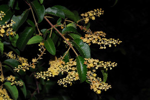  ( - RBN132)  @11 [ ] Unspecified (default): All Rights Reserved  Unspecified Unspecified