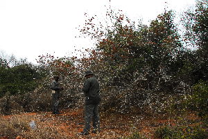  (Combretum cf. mkuzense - RBN154.2)  @11 [ ] Unspecified (default): All Rights Reserved  Unspecified Unspecified