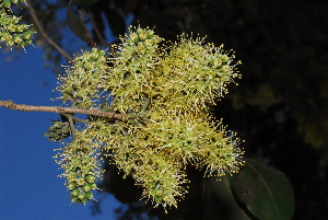  (Combretum collinum gazense - OM1045)  @11 [ ] Unspecified (default): All Rights Reserved  Unspecified Unspecified