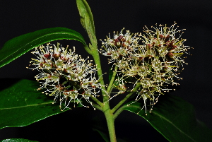 (Combretum kraussii - OM1536)  @11 [ ] Unspecified (default): All Rights Reserved  Unspecified Unspecified