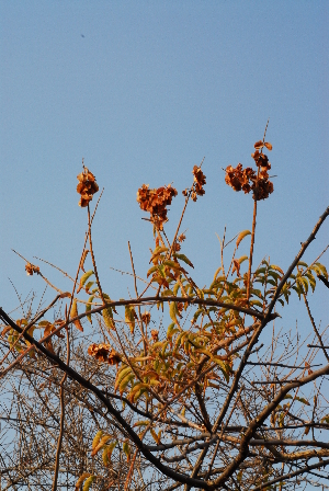  ( - OM0996)  @11 [ ] Unspecified (default): All Rights Reserved  Unspecified Unspecified