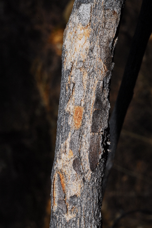  ( - OM0996)  @11 [ ] Unspecified (default): All Rights Reserved  Unspecified Unspecified