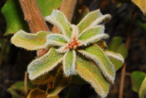  ( - OM0996)  @11 [ ] Unspecified (default): All Rights Reserved  Unspecified Unspecified