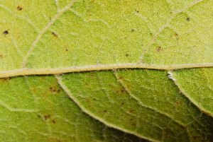  ( - OM1041.1)  @11 [ ] Unspecified (default): All Rights Reserved  Unspecified Unspecified