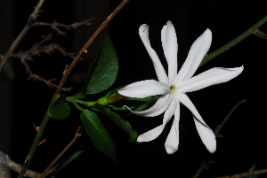  ( - OM0782)  @11 [ ] Unspecified (default): All Rights Reserved  Unspecified Unspecified