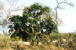  ( - OM0217)  @11 [ ] Unspecified (default): All Rights Reserved  Unspecified Unspecified