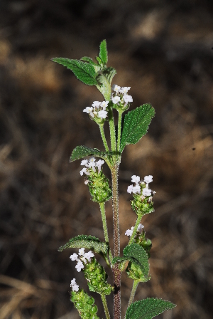  (Lippia javanica - OM0215)  @11 [ ] Unspecified (default): All Rights Reserved  Unspecified Unspecified