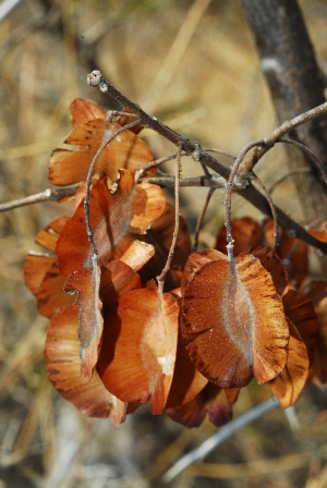  (Combretum albopunctatum - OM1038)  @11 [ ] Unspecified (default): All Rights Reserved  Unspecified Unspecified