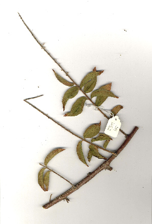  (Combretum oxystachium - OM1052)  @11 [ ] Copyright  Unspecified Unspecified
