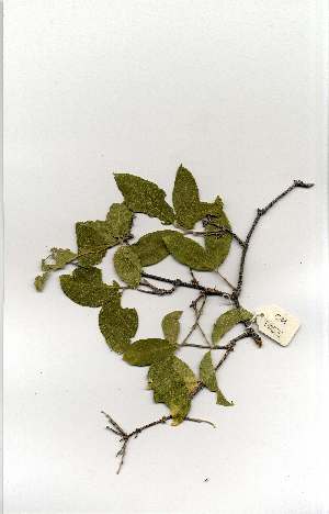  ( - OM1055)  @11 [ ] Copyright  Unspecified Unspecified