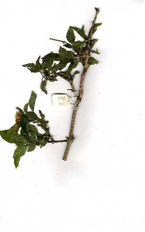  ( - OM1150)  @13 [ ] Copyright  Unspecified Unspecified
