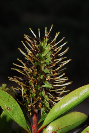  (Hymenodictyon parvifolium - OM1250)  @11 [ ] Unspecified (default): All Rights Reserved  Unspecified Unspecified
