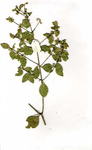 ( - OM1315)  @11 [ ] Unspecified (default): All Rights Reserved  Unspecified Unspecified