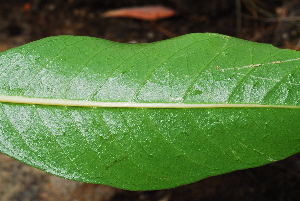  ( - OM1431)  @11 [ ] Unspecified (default): All Rights Reserved  Unspecified Unspecified