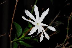  ( - OM1541)  @11 [ ] Unspecified (default): All Rights Reserved  Unspecified Unspecified