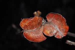  (Combretum moggii - OM1585)  @11 [ ] Unspecified (default): All Rights Reserved  Unspecified Unspecified