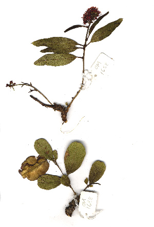  (Combretum platypetalum - OM1658)  @11 [ ] Copyright  Unspecified Unspecified