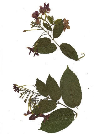  (Quisqualis indica hybride - OM1669)  @11 [ ] Copyright  Unspecified Unspecified