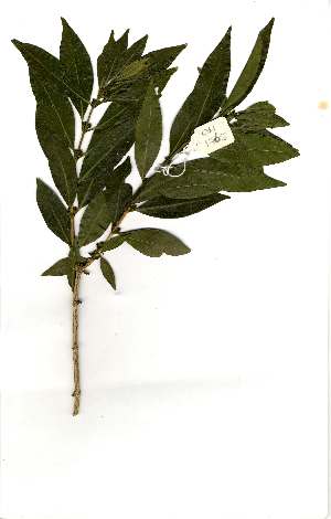  (Tricalysia lanceolata - OM1765)  @11 [ ] Unspecified (default): All Rights Reserved  Unspecified Unspecified
