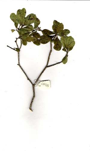  ( - OM1784)  @11 [ ] Unspecified (default): All Rights Reserved  Unspecified Unspecified