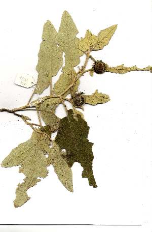  (Solanum lichensteinii - OM1904)  @11 [ ] Copyright  Unspecified Unspecified