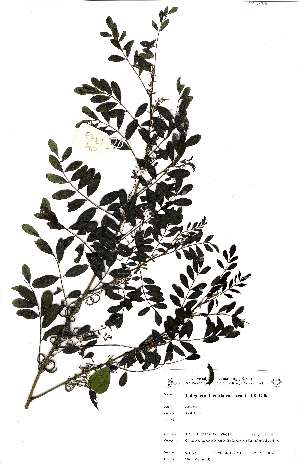 (Indigofera tinctoria subsp arcuata - OM1933)  @11 [ ] No Rights Reserved  Unspecified Unspecified