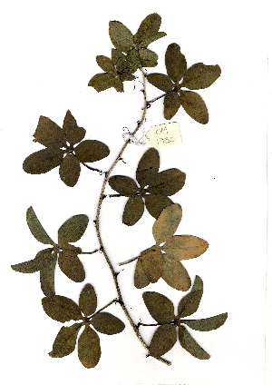  (Adenia fruticosa - OM1950)  @11 [ ] Copyright  Unspecified Unspecified