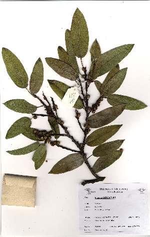  (Ficus salicifolia - OM1981)  @11 [ ] Unspecified (default): All Rights Reserved  Unspecified Unspecified