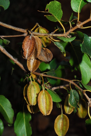  (Combretum petrophilum - OM2007)  @11 [ ] Unspecified (default): All Rights Reserved  Unspecified Unspecified
