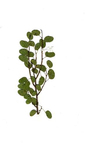  (Bauhinia tomentosa - OM2011)  @11 [ ] Copyright  Unspecified Unspecified