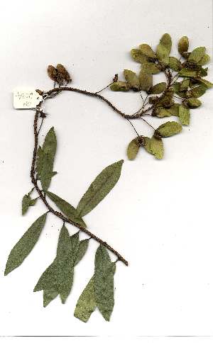  (Acridocarpus natalitius var natalitius - OM2034)  @11 [ ] Copyright  Unspecified Unspecified