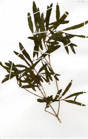  (Nuxia opposifolia - OM0206)  @11 [ ] Copyright  Unspecified Unspecified