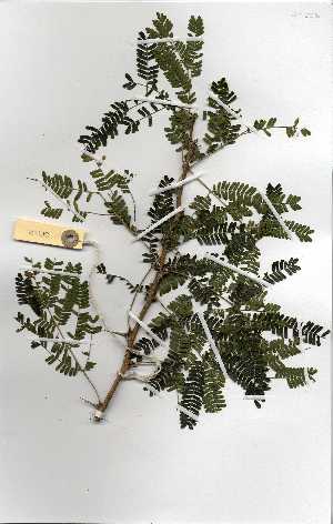  (Acacia robusta subsp clavigera - OM0226)  @14 [ ] Copyright  Unspecified Unspecified