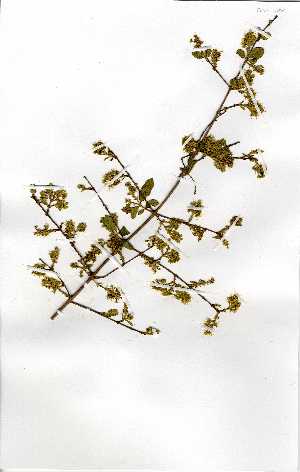  ( - OM0238)  @11 [ ] Copyright  Unspecified Unspecified