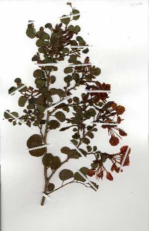  (Bauhinia galpinii - OM0279)  @11 [ ] Copyright  Unspecified Unspecified