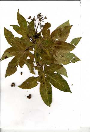  (Jatropha variifolia - OM0458)  @11 [ ] Copyright  Unspecified Unspecified