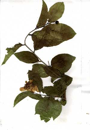  (Oncoba spinosa - OM0631)  @11 [ ] Copyright  Unspecified Unspecified