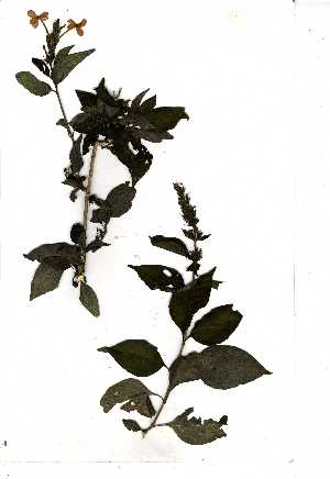  ( - OM0777)  @11 [ ] Copyright  Unspecified Unspecified