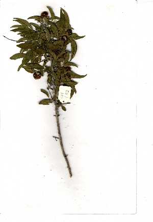  ( - OM0782)  @11 [ ] Copyright  Unspecified Unspecified