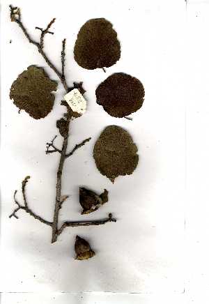  (Cordia grandicalyx - OM0837)  @11 [ ] Copyright  Unspecified Unspecified