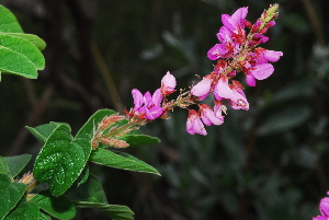  ( - OM0964)  @11 [ ] Unspecified (default): All Rights Reserved  Unspecified Unspecified