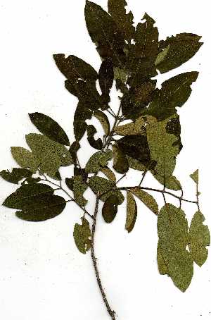  (Combretum collinum subsp taborense - RBN170)  @11 [ ] Copyright  Unspecified Unspecified