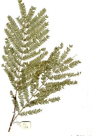  (Acacia amythethophylla - RL1314)  @14 [ ] Copyright  Unspecified Unspecified
