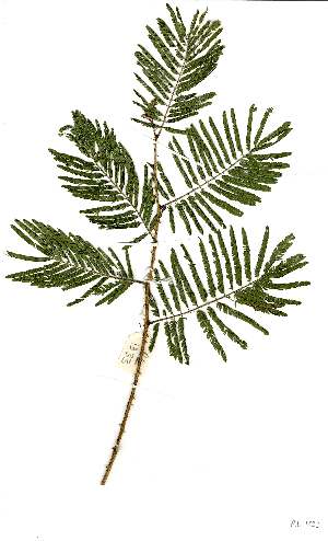  (Acacia brevispica - RL1333)  @14 [ ] Copyright  Unspecified Unspecified